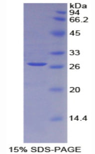 Figure 1. SDS-PAGE
