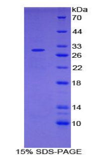 Figure 1. SDS-PAGE
