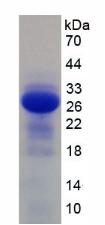 Figure 2. SDS-PAGE
