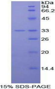 Figure 1. SDS-PAGE