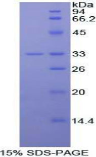 Figure 1. SDS-PAGE