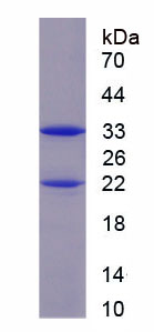Figure 1. SDS-PAGE