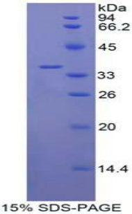 Figure 1. SDS-PAGE