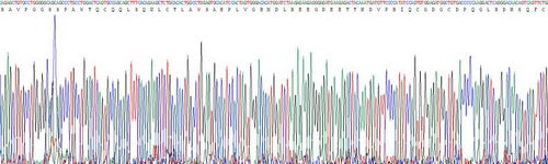 Recombinant Human Interleukin 23 Subunit Alpha (IL23a)