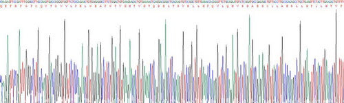 Recombinant Rat Interleukin 24 (IL24)