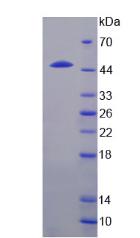 Figure 3. SDS-PAGE