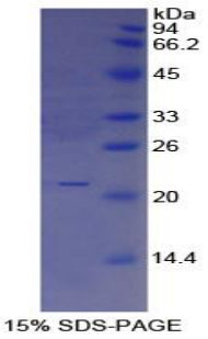 Figure 1. SDS-PAGE