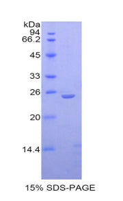 Figure 1. SDS-PAGE