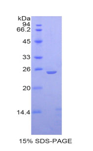 Figure 1. SDS-PAGE