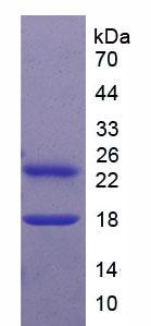 Figure 2. SDS-PAGE