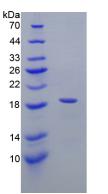Figure 3. SDS-PAGE