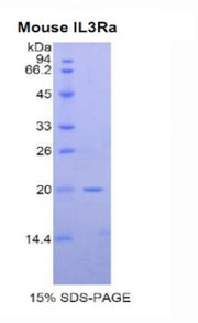 Figure 1. SDS-PAGE