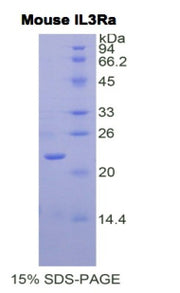 Figure 1. SDS-PAGE
