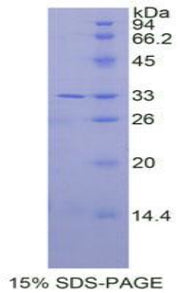 Figure 1. SDS-PAGE