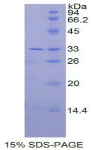 Figure 1. SDS-PAGE