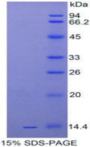 Figure 1. SDS-PAGE