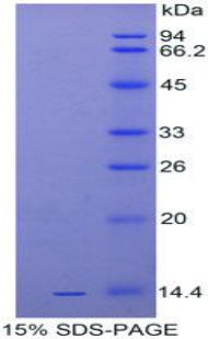 Figure 1. SDS-PAGE
