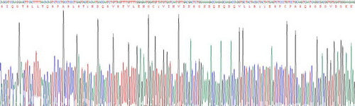 Recombinant Mouse Interleukin 33 (IL33)