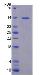 Figure 3. SDS-PAGE