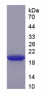 Figure 1. SDS-PAGE