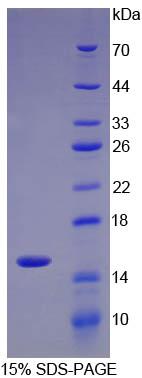 Figure 1. SDS-PAGE