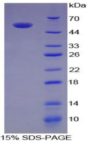 Figure 1. SDS-PAGE