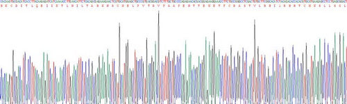 Recombinant Pig Interleukin 4 (IL4)