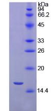 Figure 3. SDS-PAGE