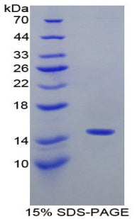 Figure 1. SDS-PAGE