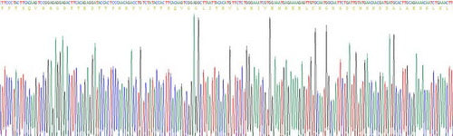 Recombinant Mouse Interleukin 6 (IL6)