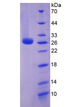 Figure 3. SDS-PAGE