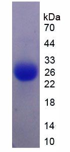 Figure 3. SDS-PAGE