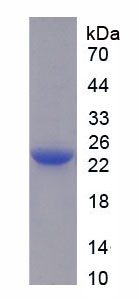 Figure 1. SDS-PAGE