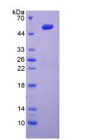 Figure 2. SDS-PAGE