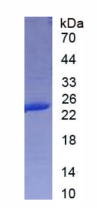 Figure 1. SDS-PAGE