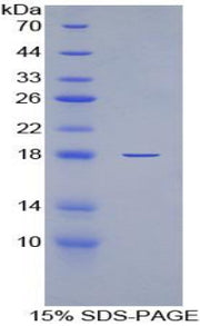 Figure 1. SDS-PAGE
