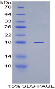 Figure 1. SDS-PAGE