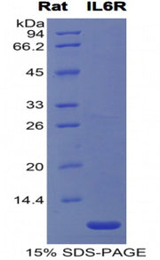 Figure 1. SDS-PAGE