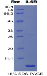 Figure 1. SDS-PAGE