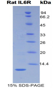Figure 1. SDS-PAGE