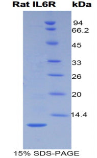Figure 1. SDS-PAGE