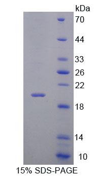 Figure 1. SDS-PAGE