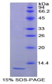 Figure 1. SDS-PAGE