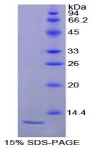 Figure 1. SDS-PAGE