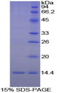 Figure 1. SDS-PAGE