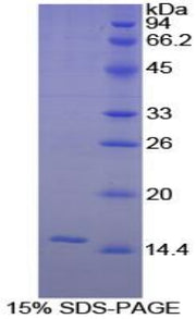 Figure 1. SDS-PAGE