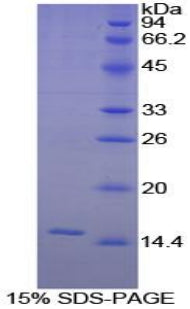 Figure 1. SDS-PAGE