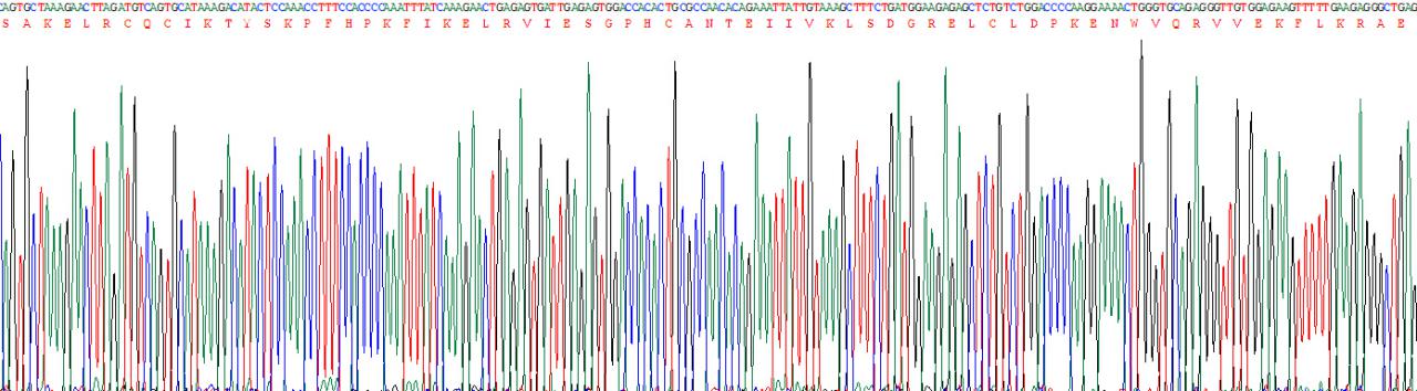 Recombinant Human Interleukin 8 (IL8)