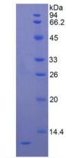 Figure 3. SDS-PAGE