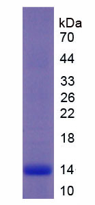 Figure 1. SDS-PAGE